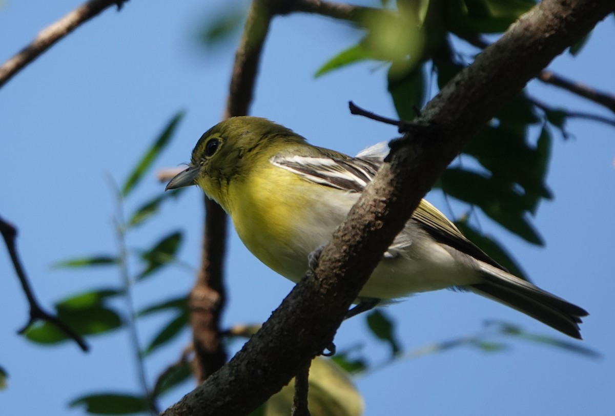 Yellow-throated Vireo - ML591926151