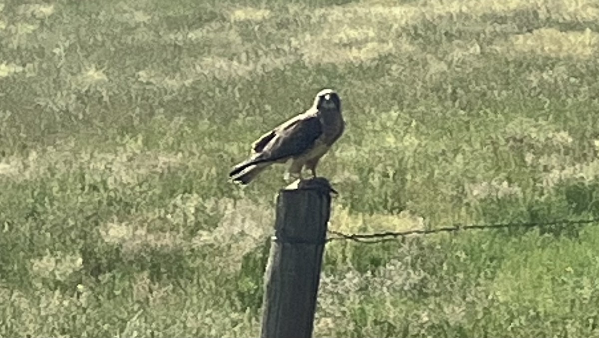 Swainson's Hawk - ML591926611