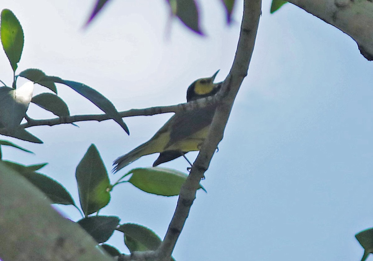 Hooded Warbler - ML591927021