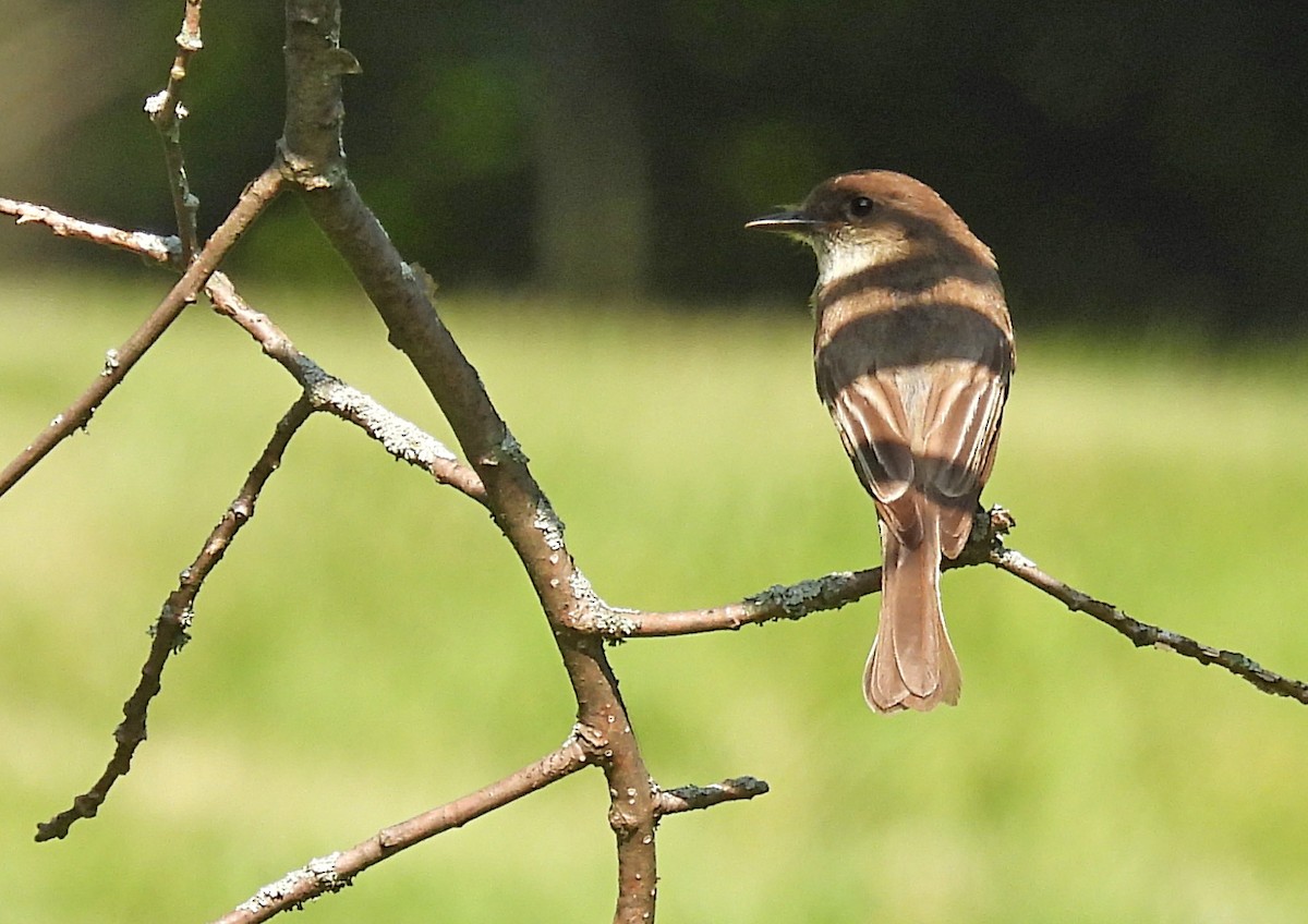 Eastern Phoebe - ML591927191