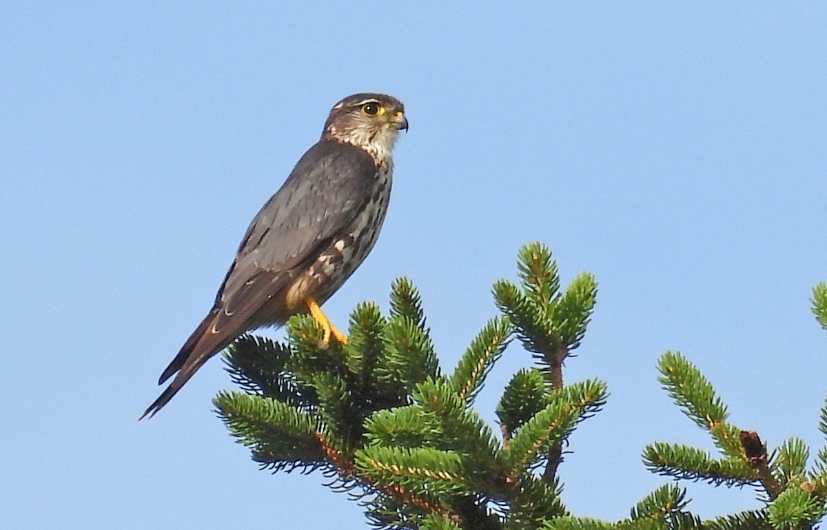 Merlin - ML591928271