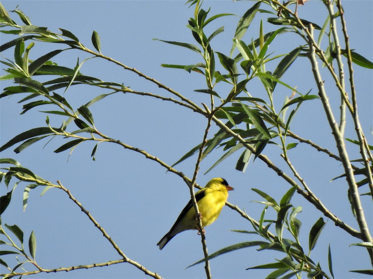 American Goldfinch - ML591928771