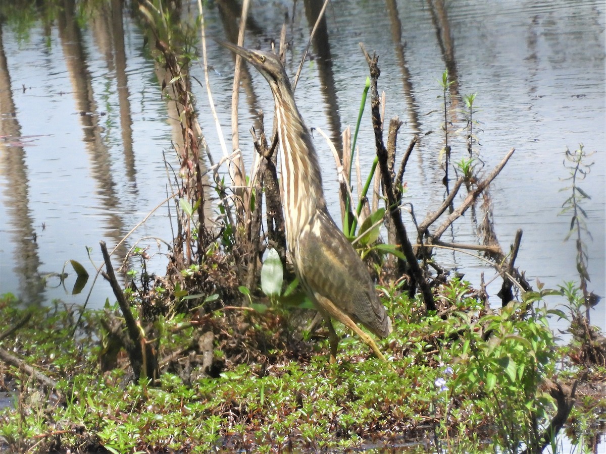 American Bittern - ML591929161