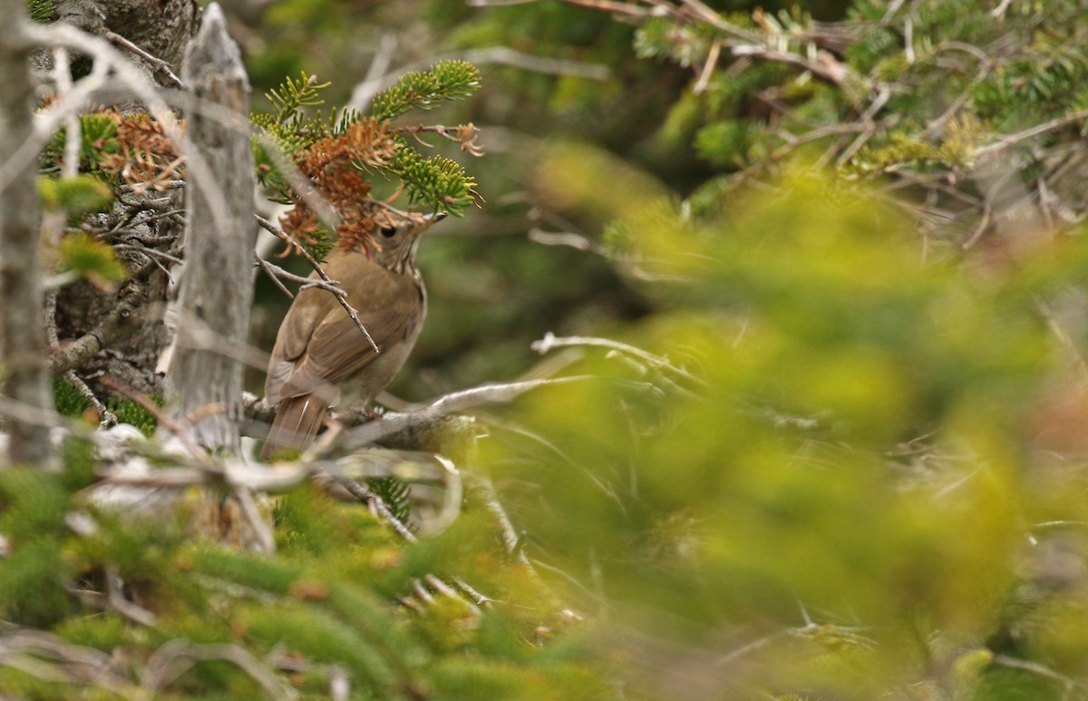 Bicknell's Thrush - ML59192931