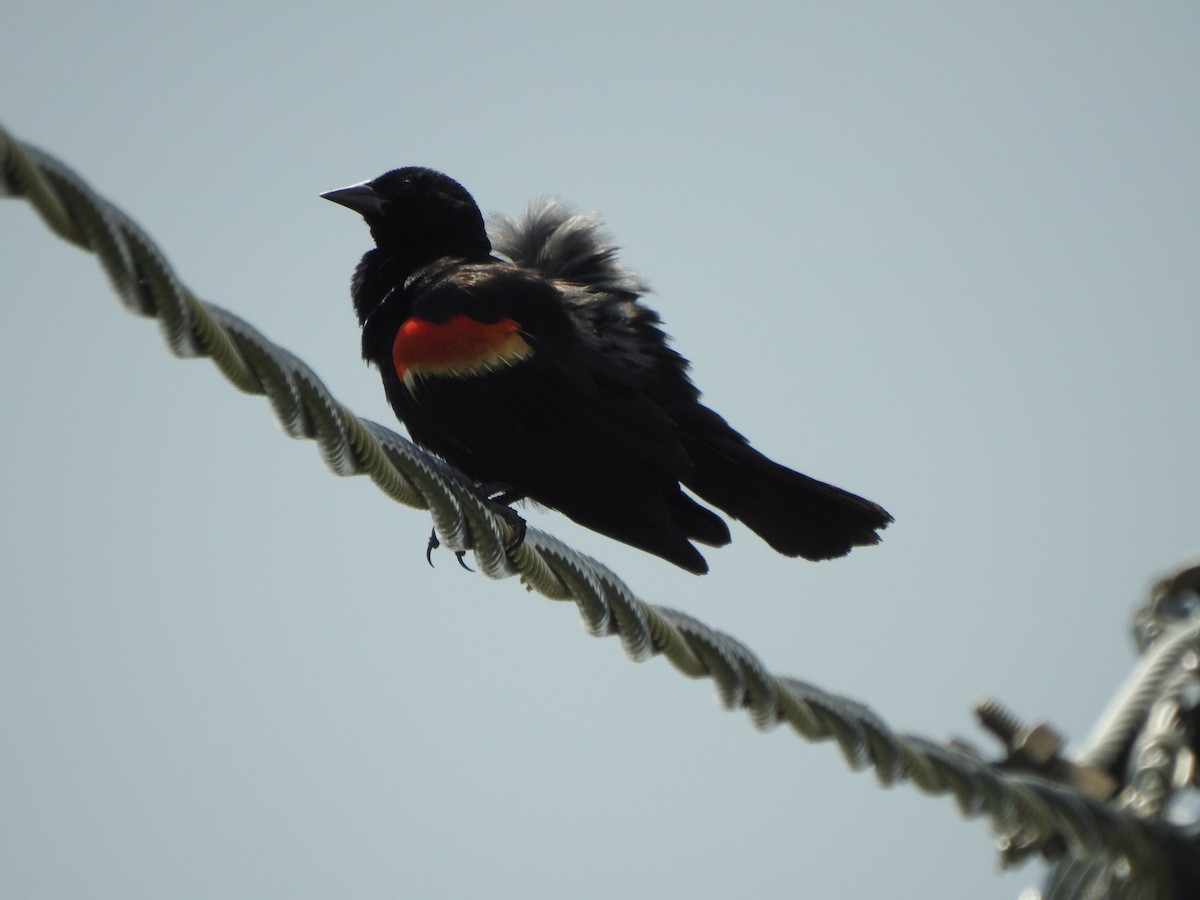 Red-winged Blackbird - ML591930401