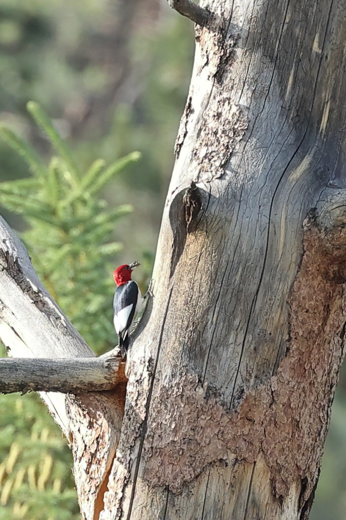 Red-headed Woodpecker - Steven Snyder