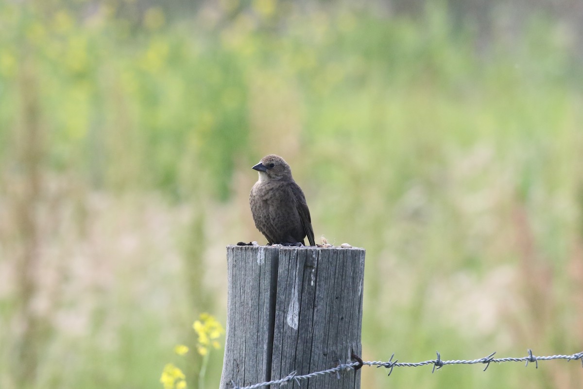 Brown-headed Cowbird - ML591931861