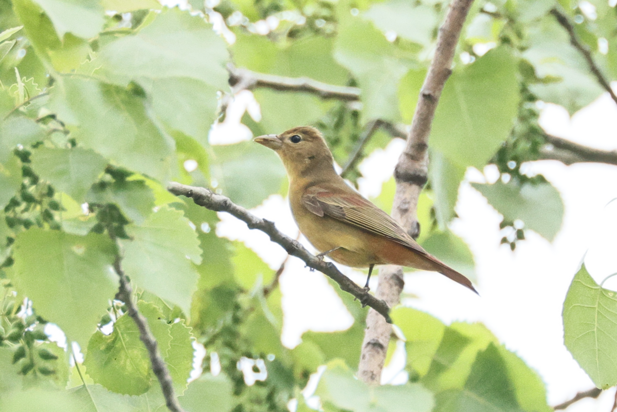 Summer Tanager - ML591932081