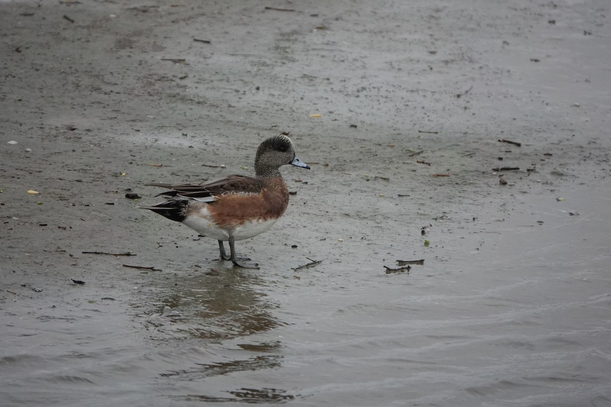 American Wigeon - ML591932671