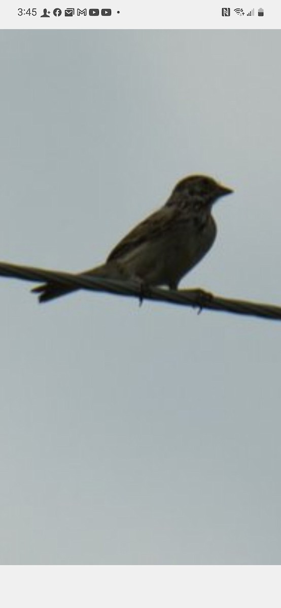 Vesper Sparrow - ML591932791