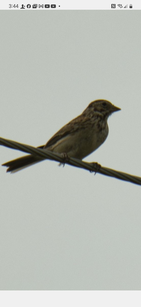 Vesper Sparrow - ML591932801