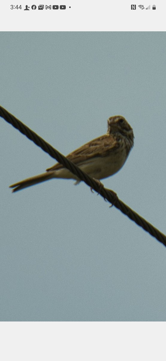 Vesper Sparrow - ML591932811