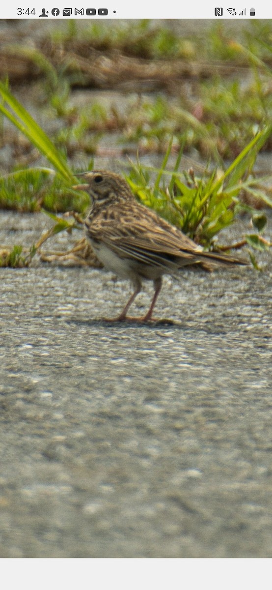 Vesper Sparrow - ML591932821