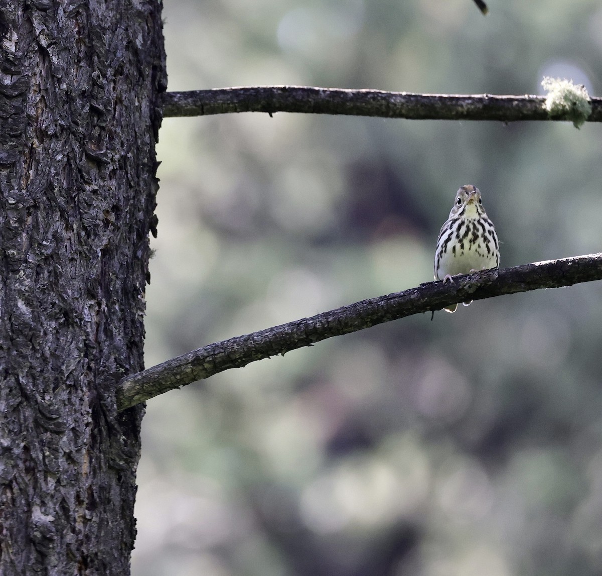 Ovenbird - ML591932971