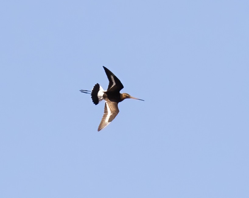 Black-tailed Godwit - ML591933341