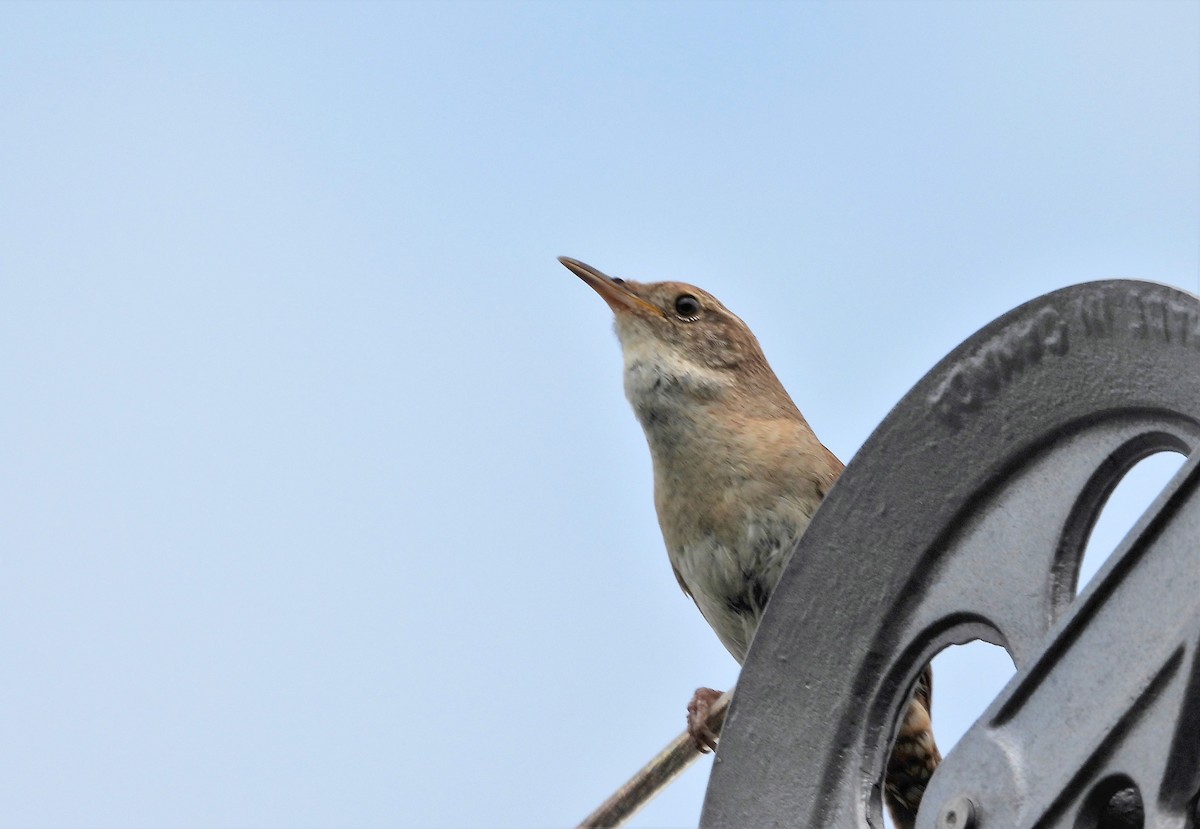 House Wren - ML591933401