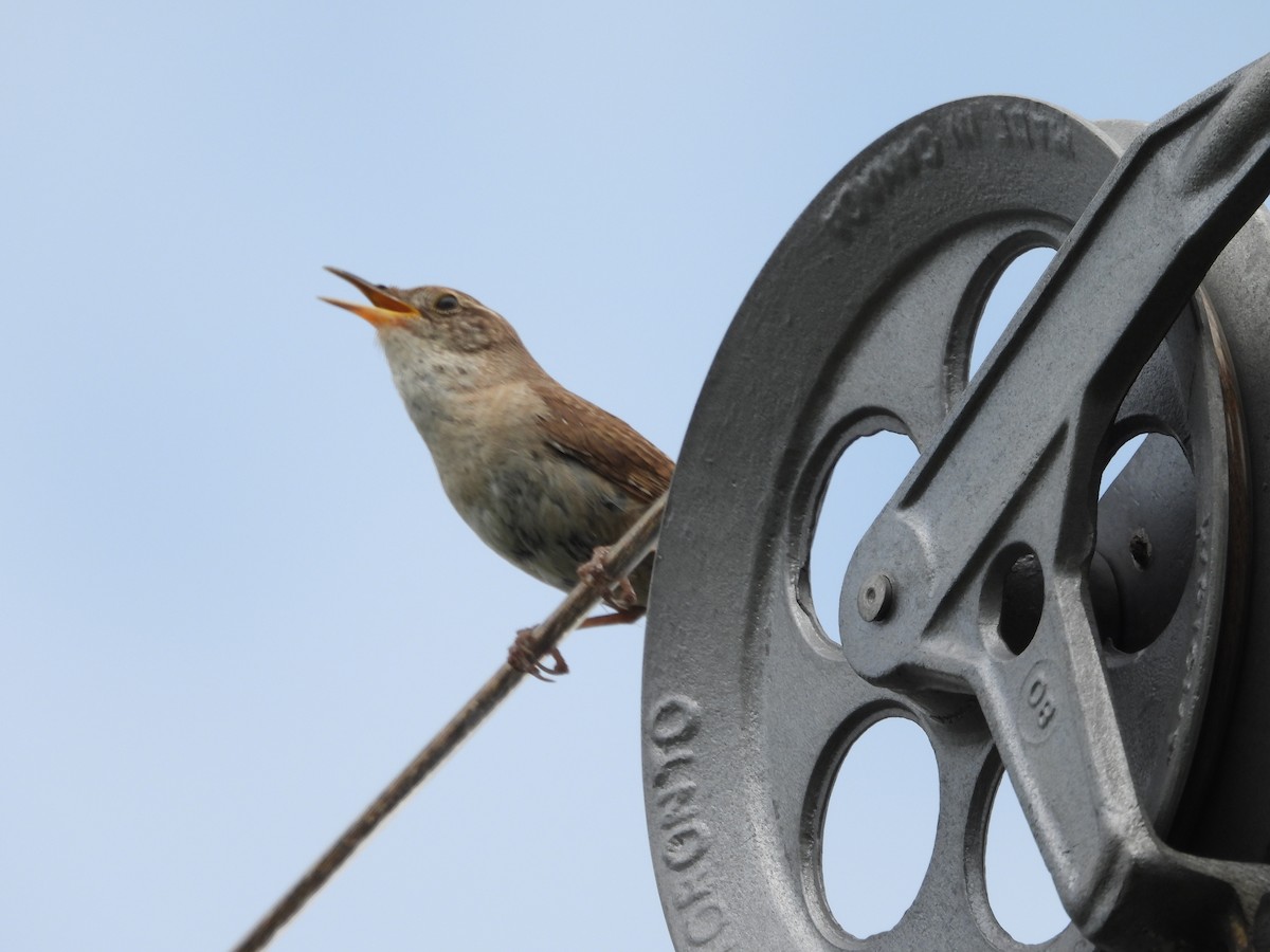 House Wren - ML591933421