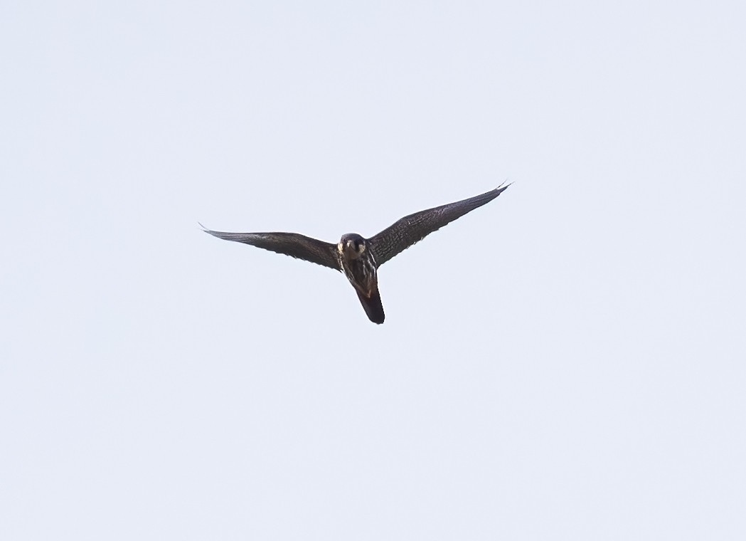 Eurasian Hobby - ML591933501