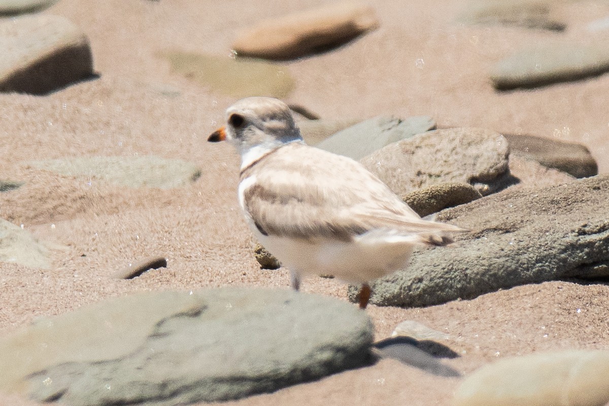 Piping Plover - ML591933761