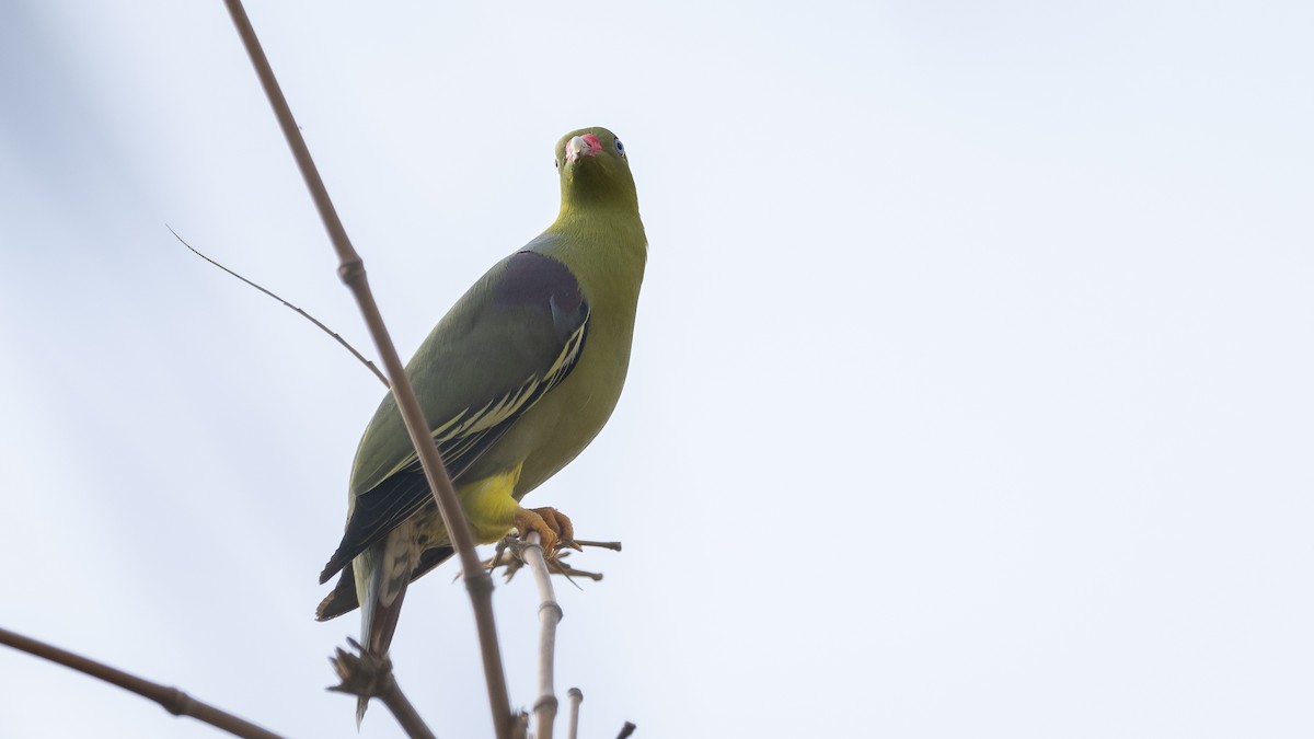 African Green-Pigeon - ML591934901