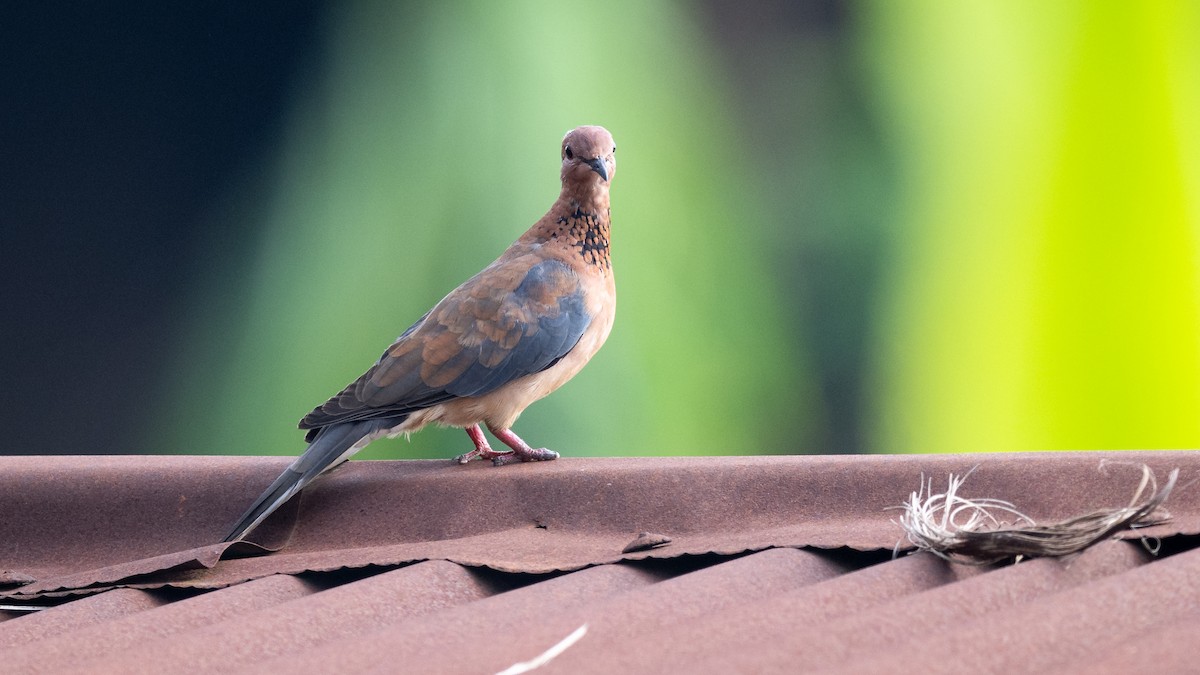 Laughing Dove - Mathurin Malby