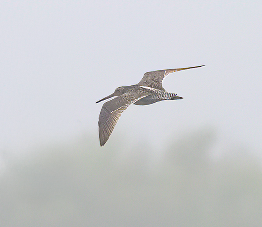 Short-billed Dowitcher - ML591936831