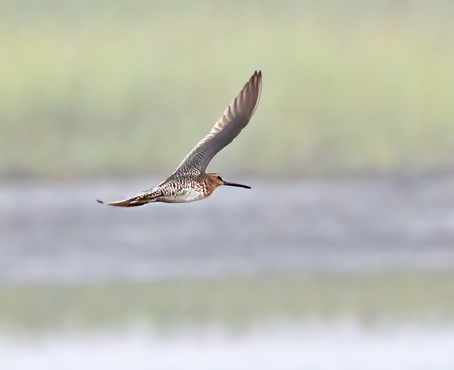 kortnebbekkasinsnipe - ML591936841