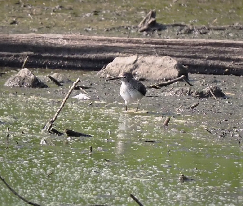 Solitary Sandpiper - Warren Wolf