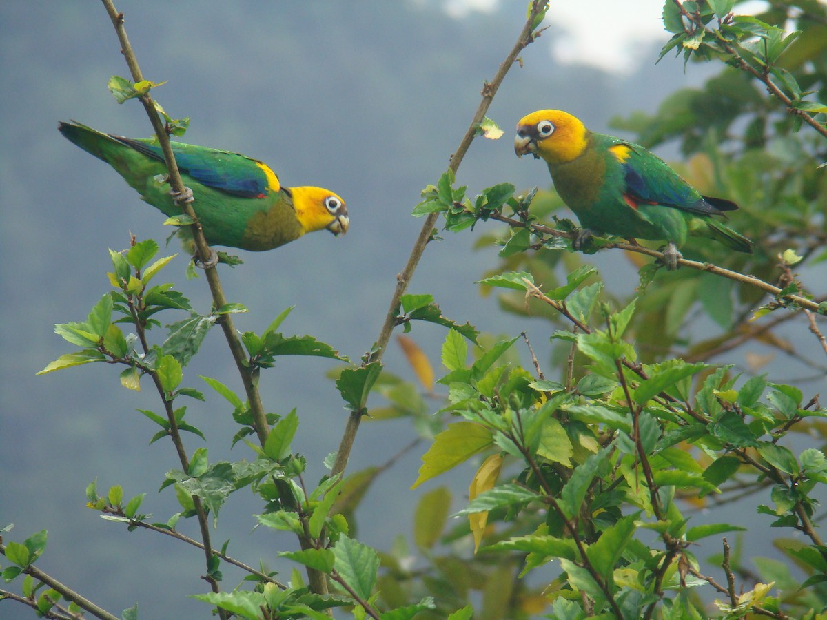 Saffron-headed Parrot - Carlos Mario Wagner Wagner