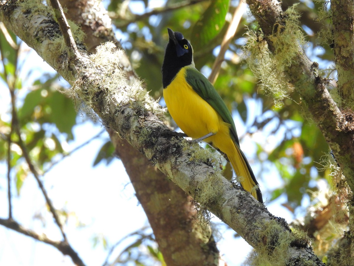 Green Jay - ML591937661