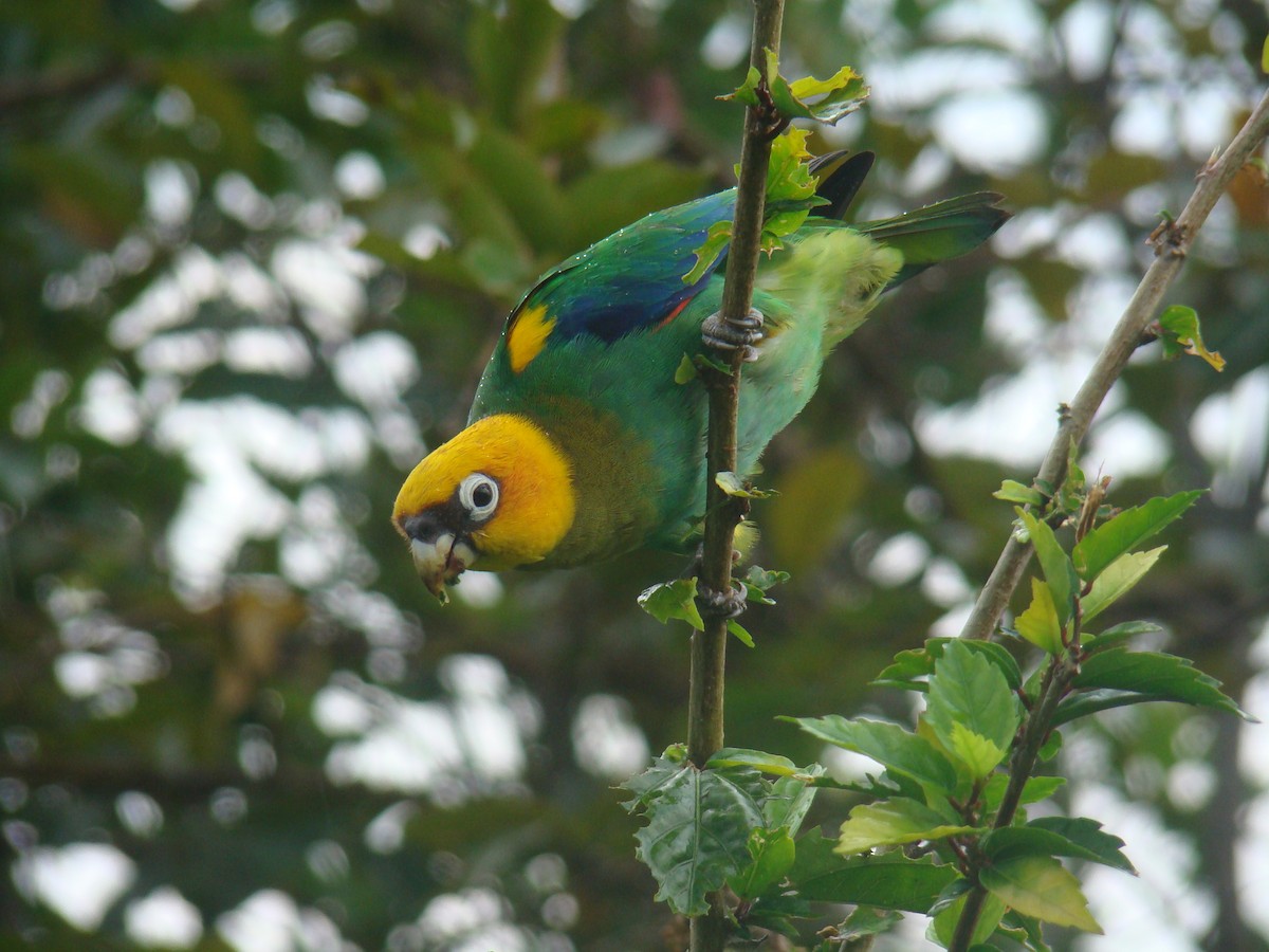 Saffron-headed Parrot - ML59193781