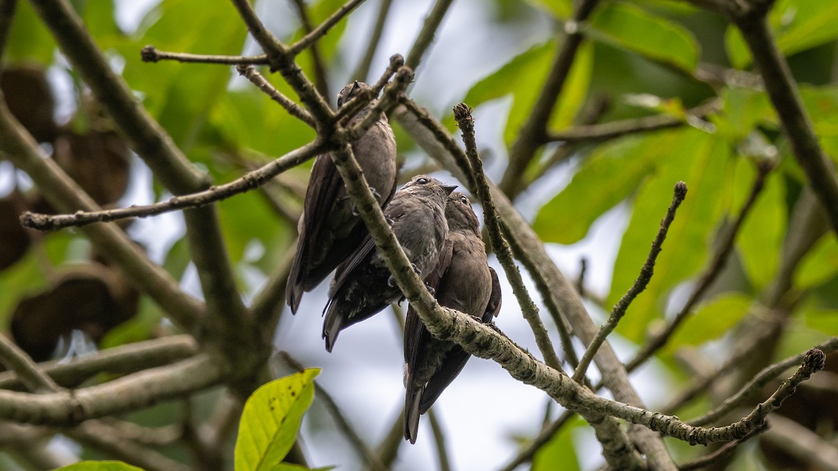 Ussher's Flycatcher - Mathurin Malby