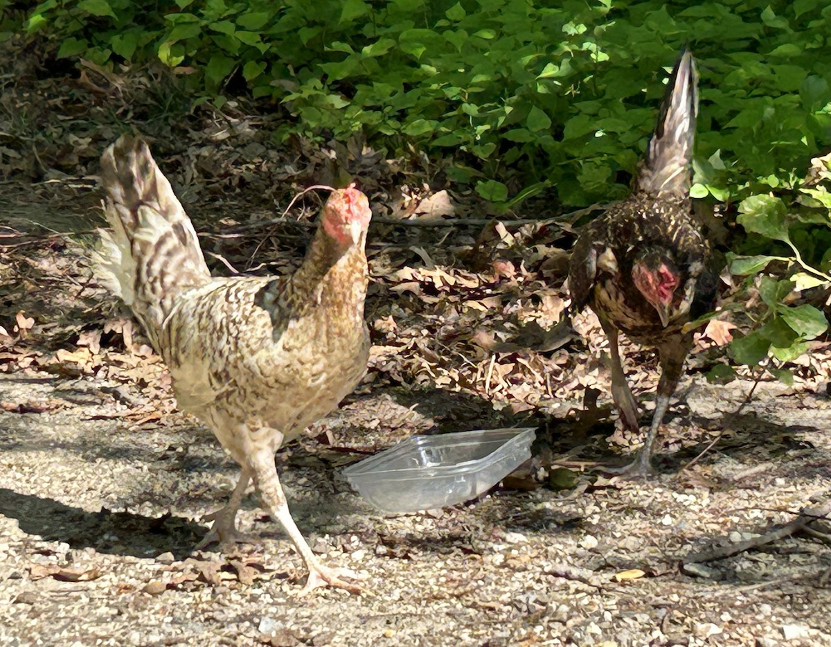 Red Junglefowl (Domestic type) - ML591939191