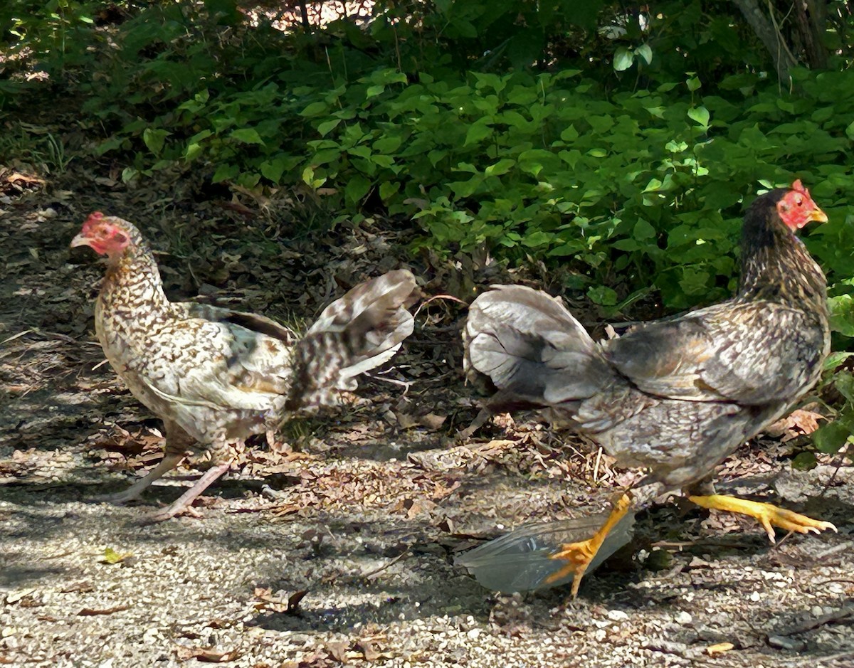 Red Junglefowl (Domestic type) - ML591939201