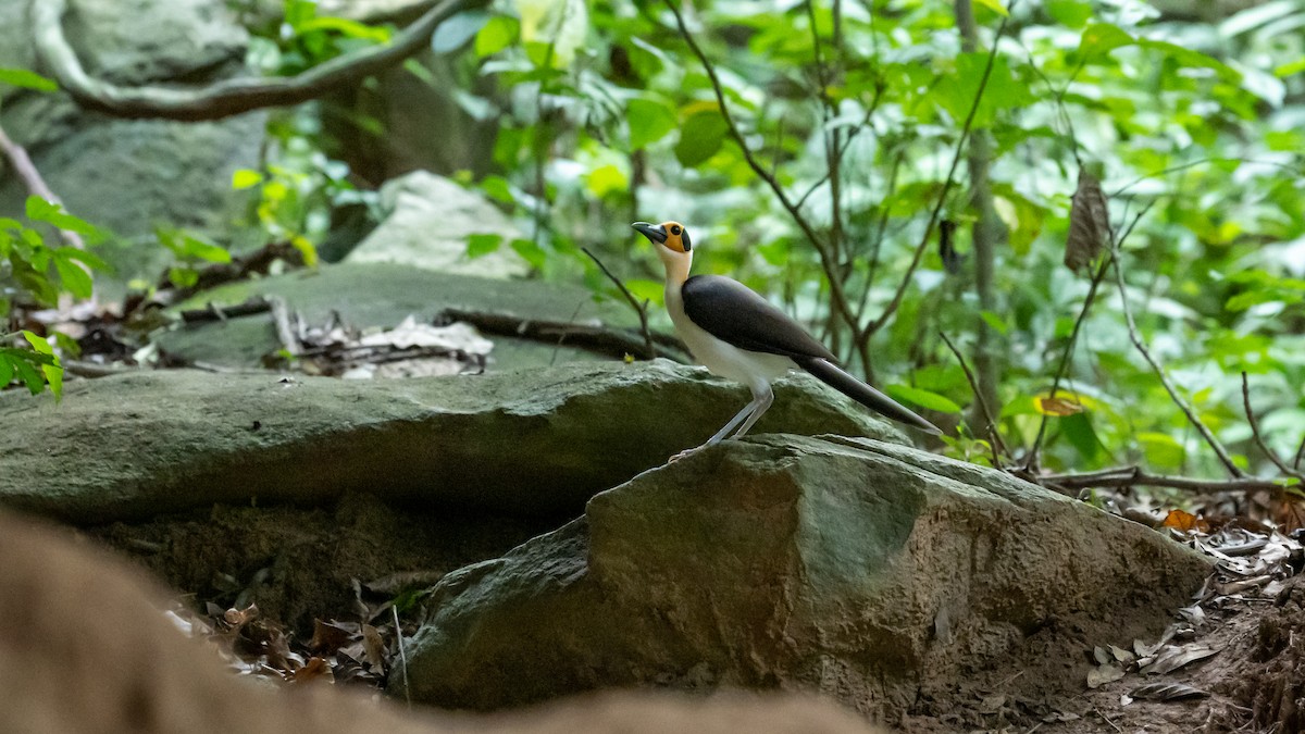 White-necked Rockfowl - ML591939731