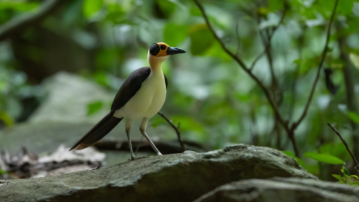 White-necked Rockfowl - ML591939741