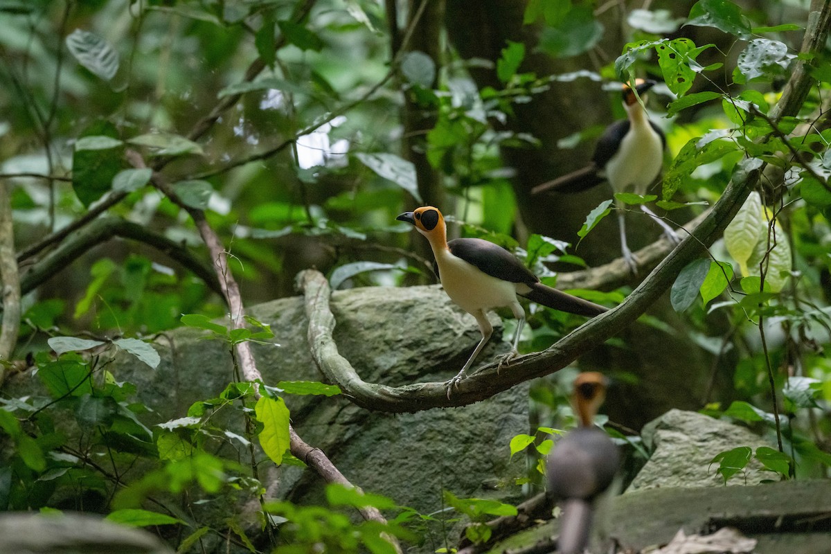 White-necked Rockfowl - ML591939761