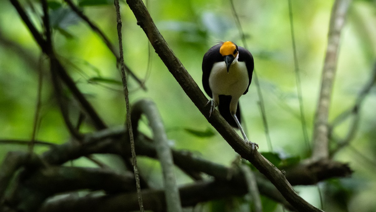 White-necked Rockfowl - ML591939771