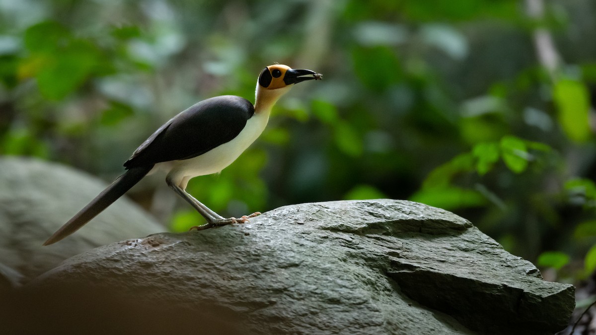 White-necked Rockfowl - ML591939781