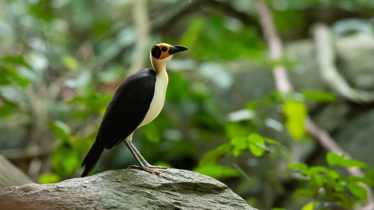 White-necked Rockfowl - ML591939791