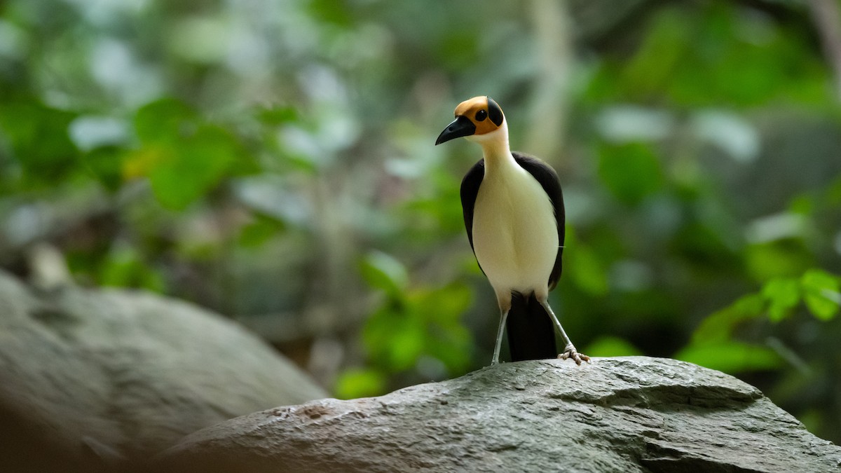 White-necked Rockfowl - ML591939801