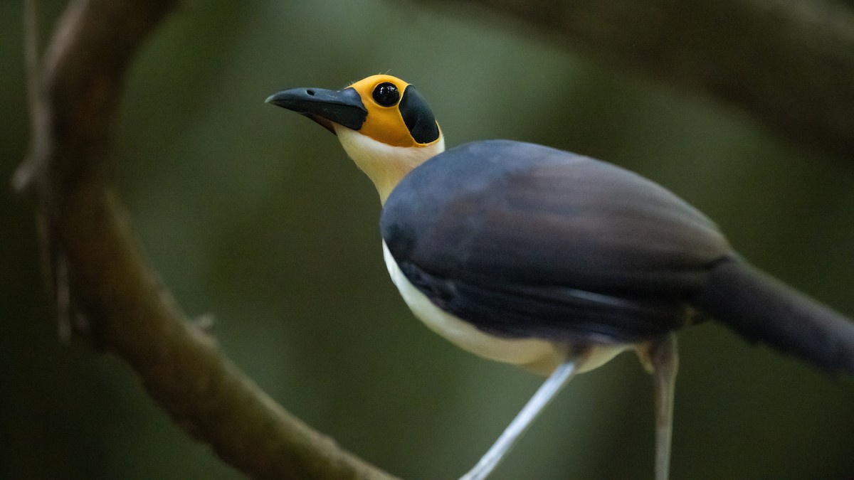 White-necked Rockfowl - ML591939811