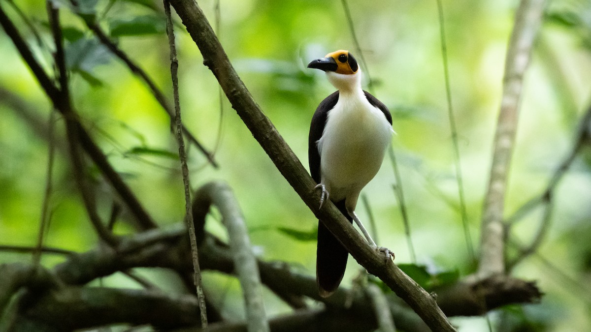 White-necked Rockfowl - ML591939831