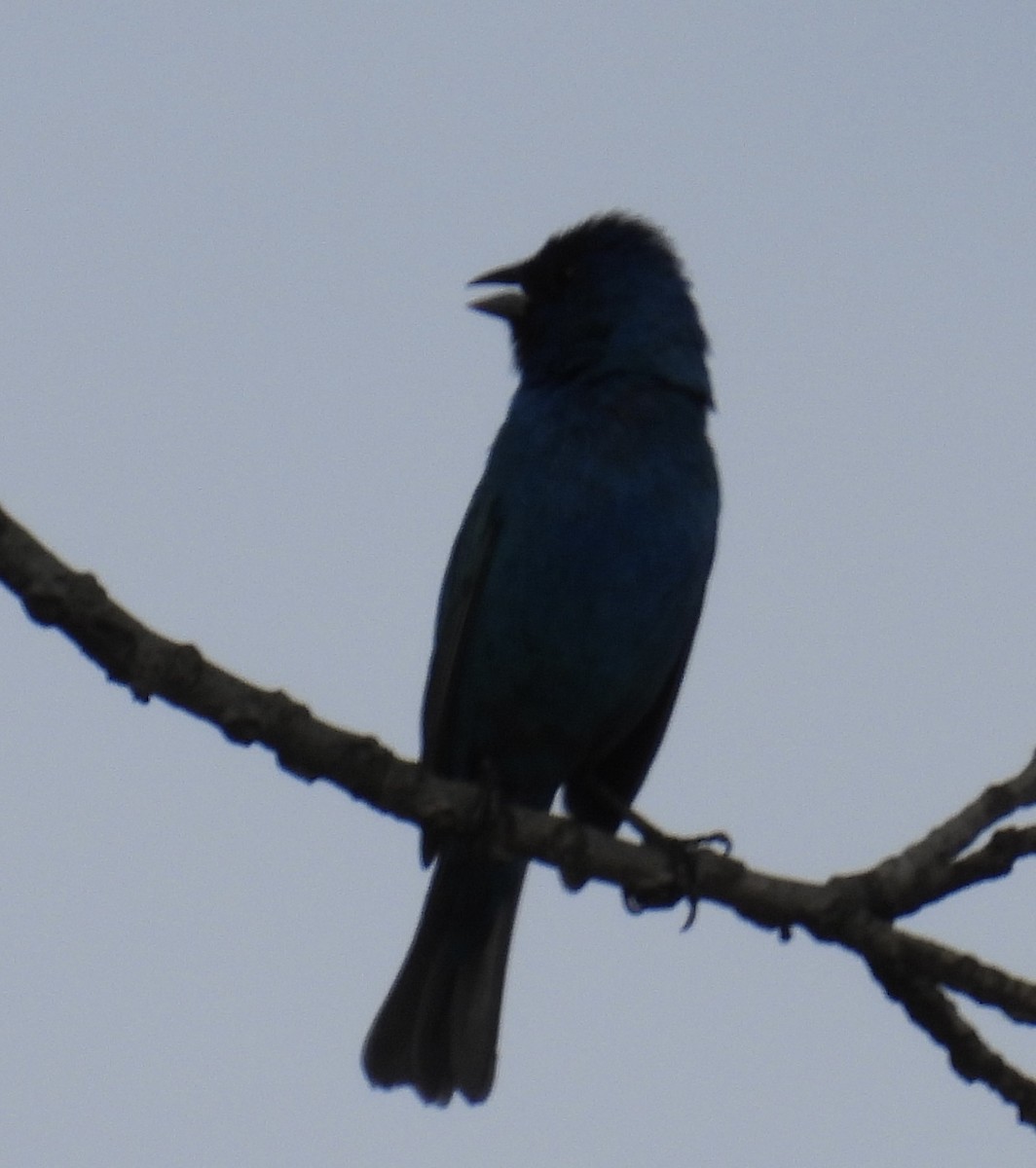 Indigo Bunting - ML591940021