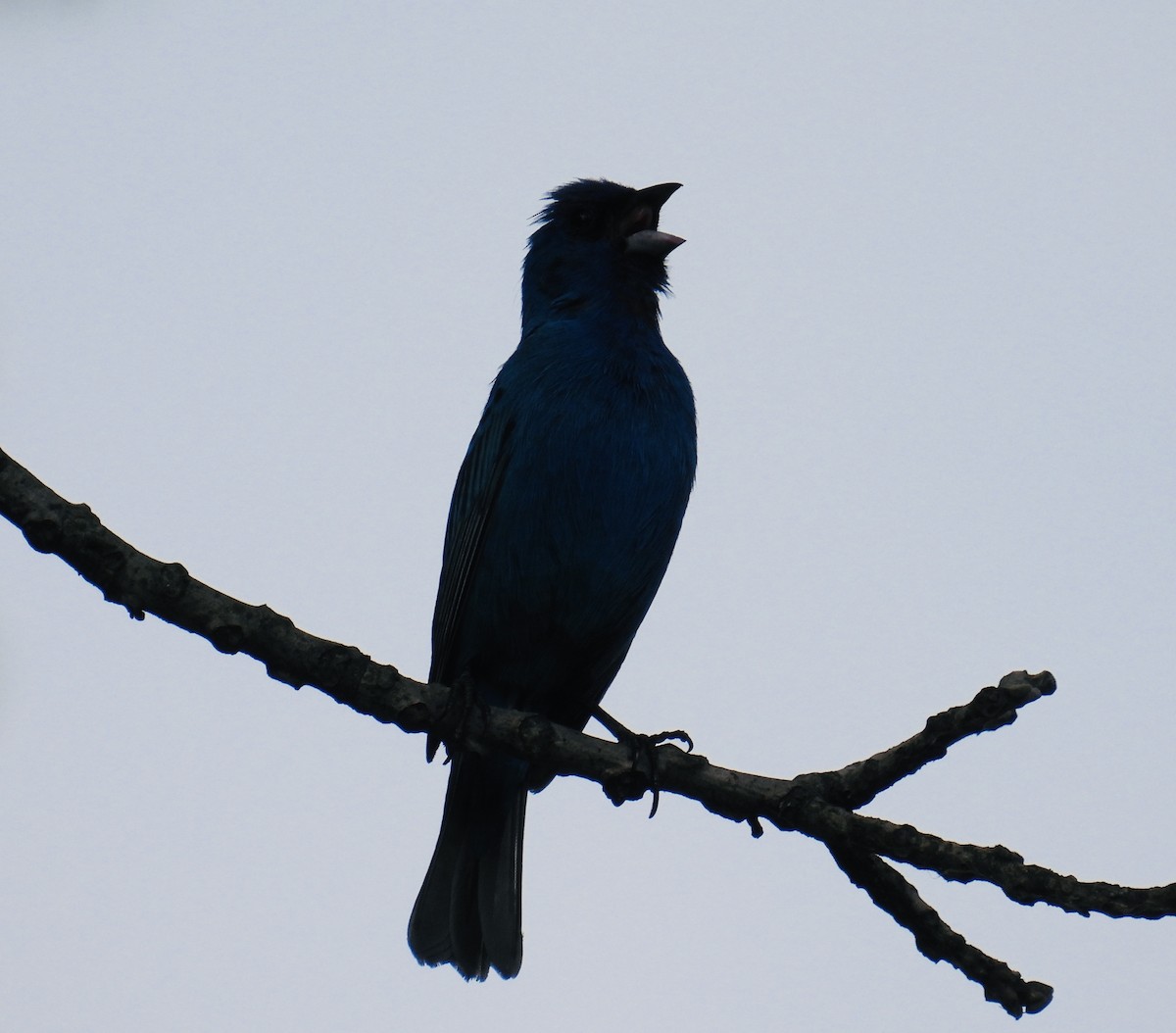 Indigo Bunting - ML591940031