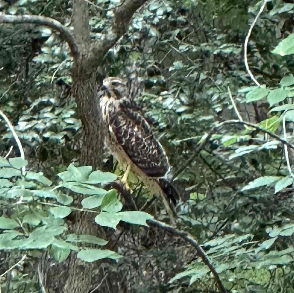 Red-shouldered Hawk - ML591940571