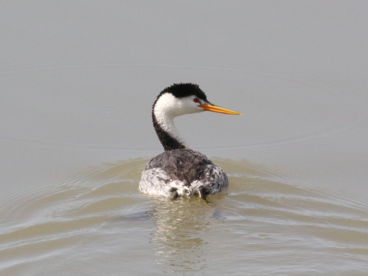 Clark's Grebe - ML591940851