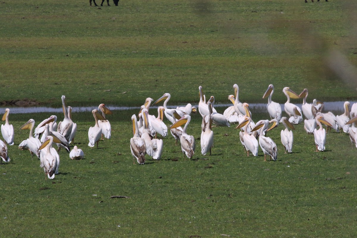 Great White Pelican - ML591942591