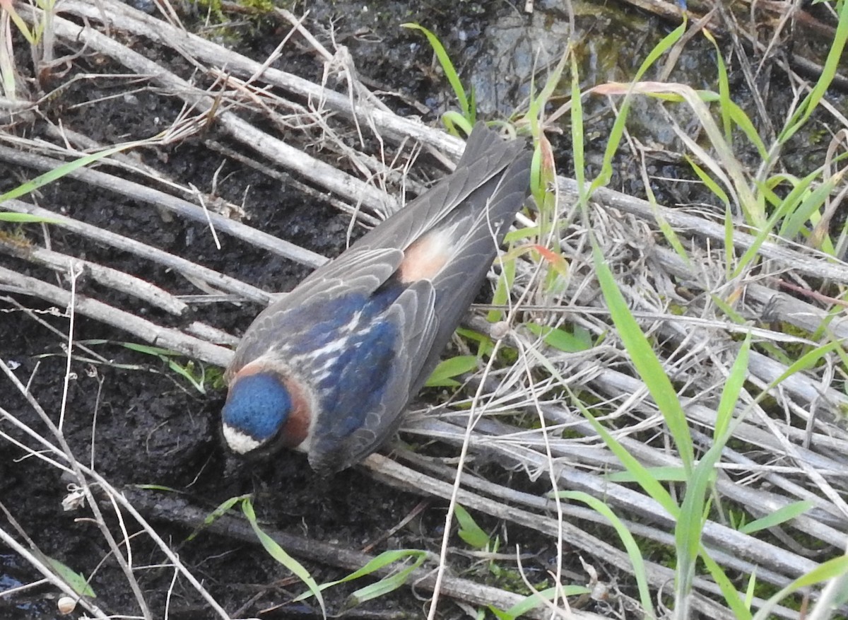 Cliff Swallow - Eric Haskell