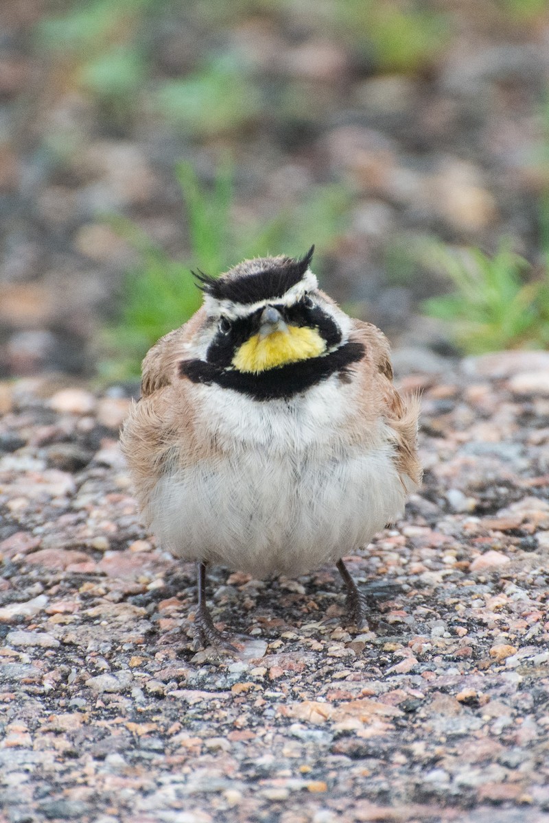 Horned Lark - Joshua Snead